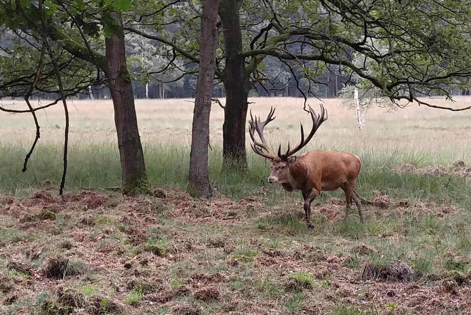 2019.09.01_10-12-29 park De Hoge Veluwe