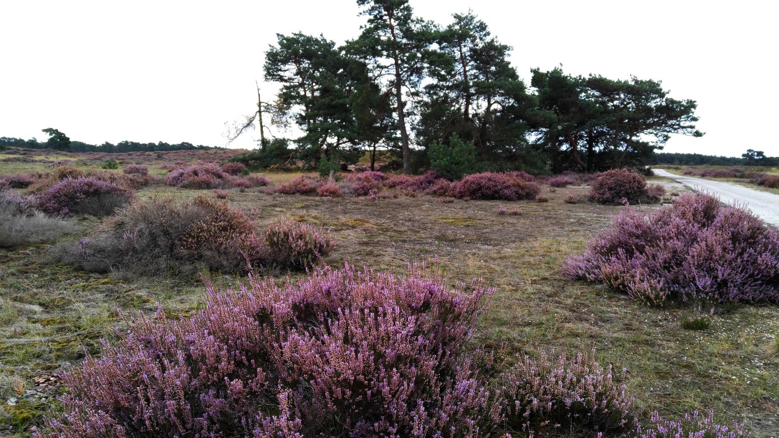 2019.09.01_11-34-48 park De Hoge Veluwe