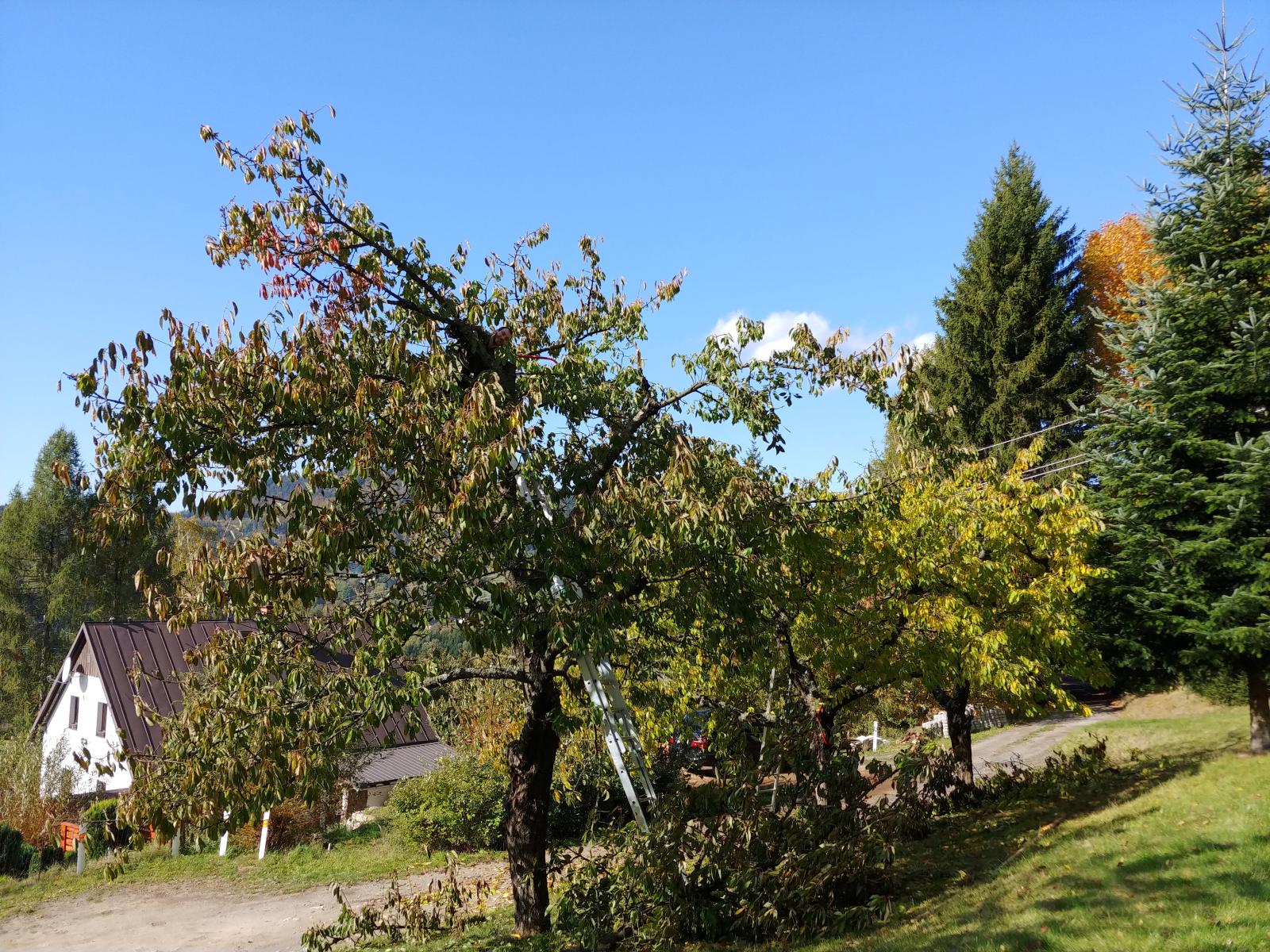2019.10.12_12-48-39 zkracování třešní