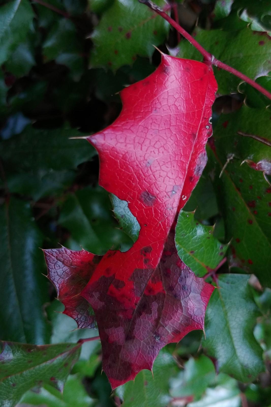 2019.10.18_kontrast na mahonii