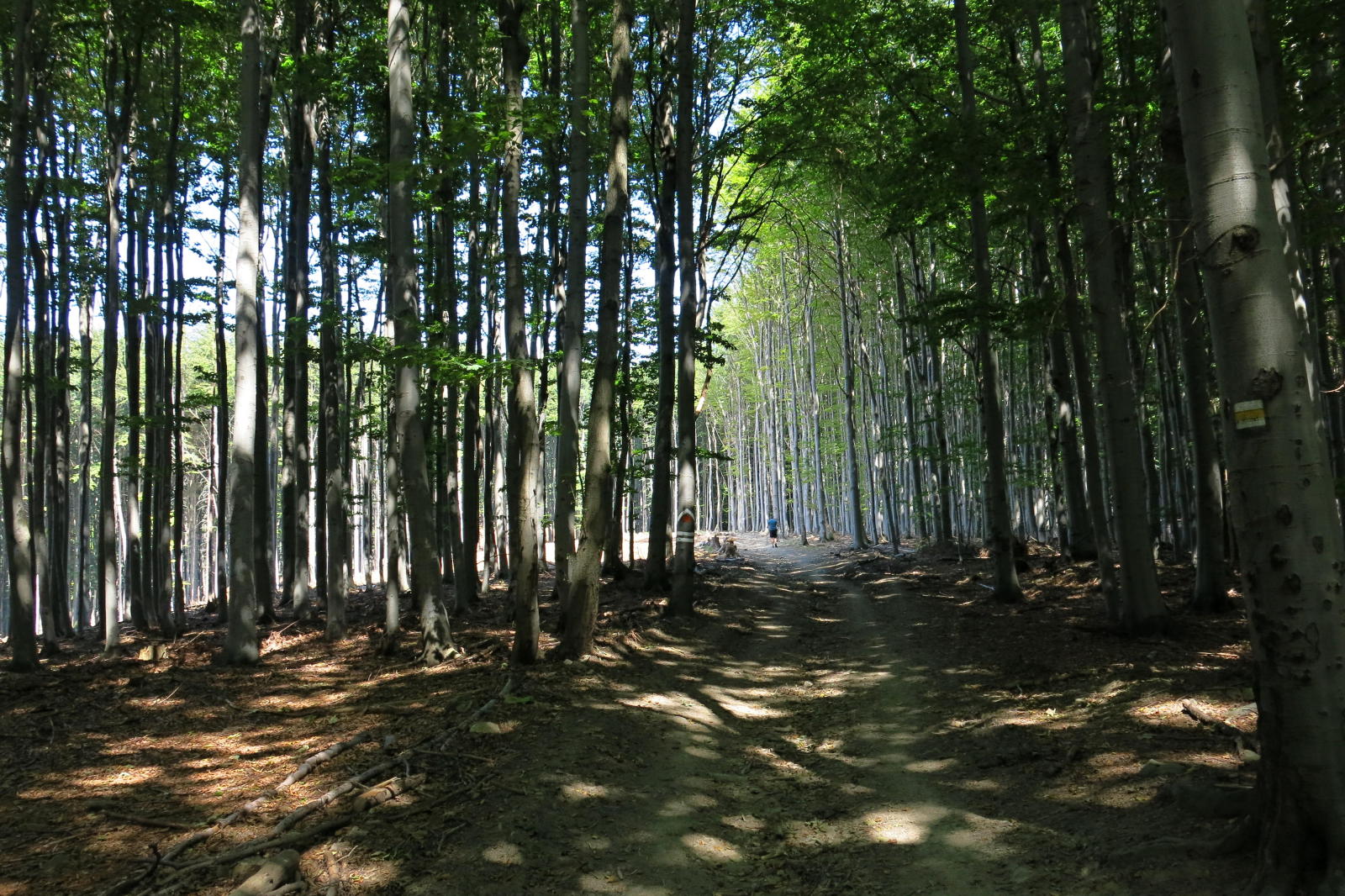 2020.08.16_13-04 cesta na Kelčský Javorník