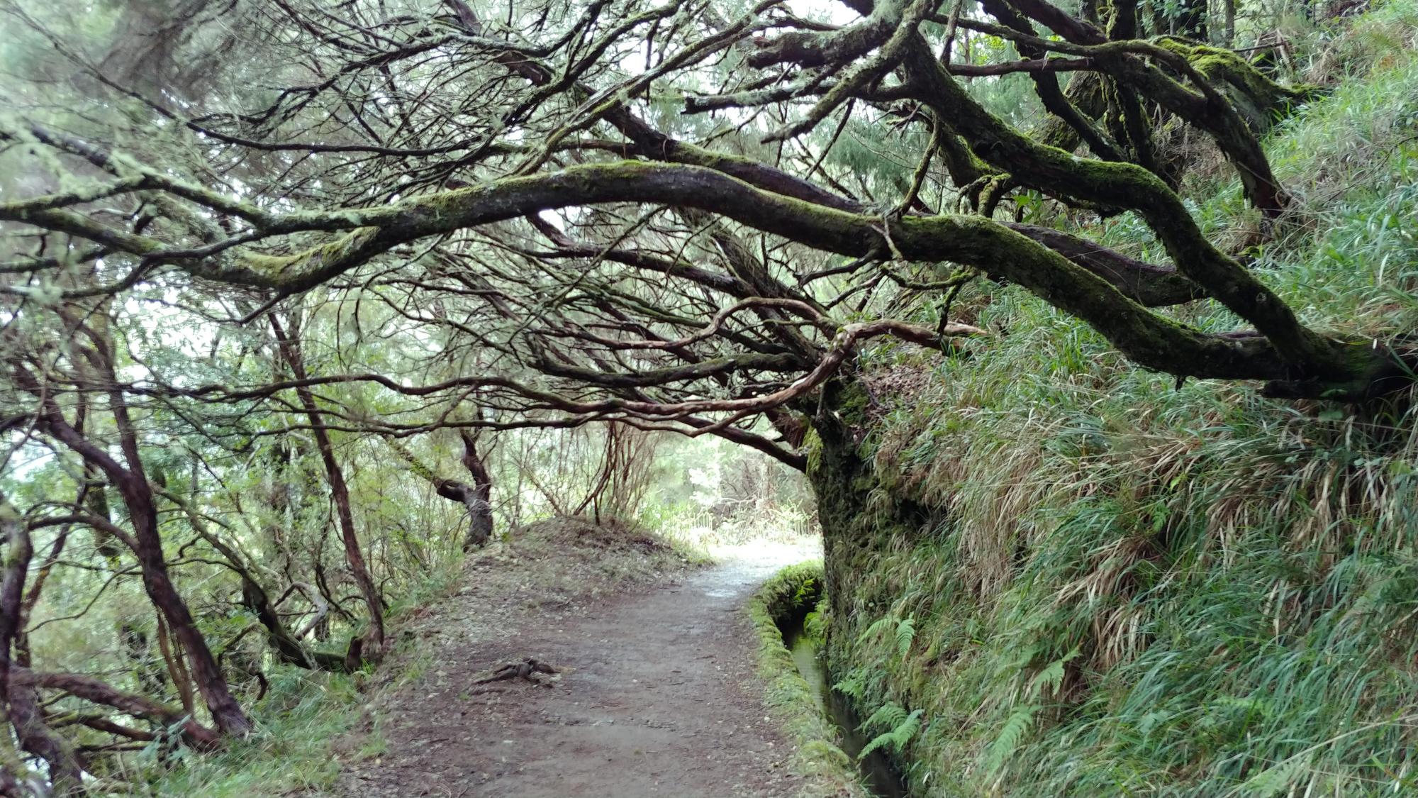 2022.04.04_12-38-36 levada Risco