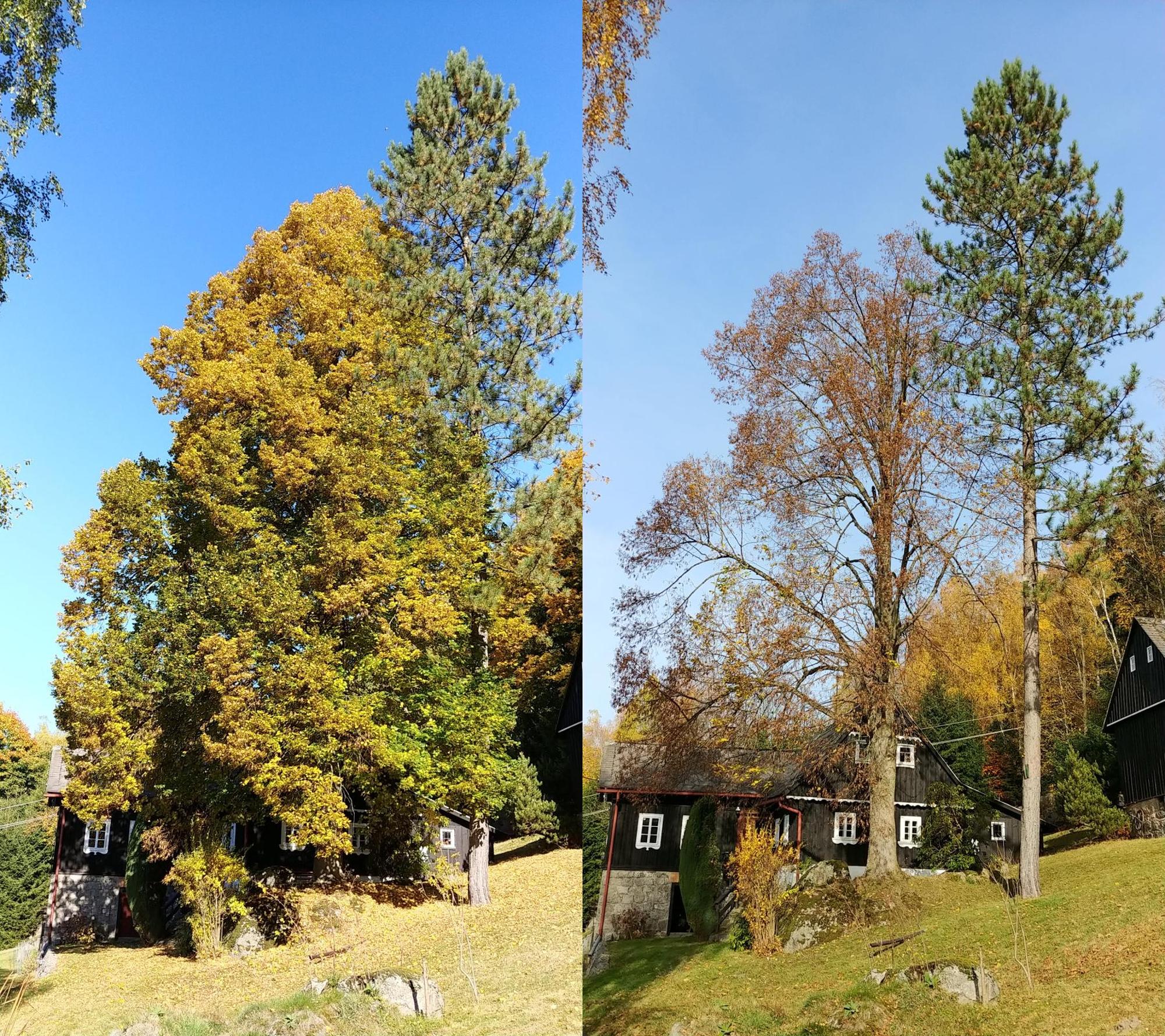 2022.10.11 prořez lípy