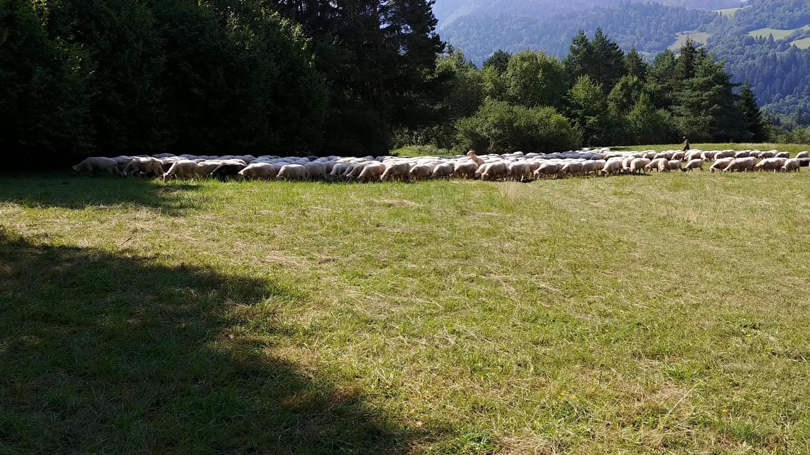 2022.08.18_11-24-46 sedlo pod Šafranovkou 