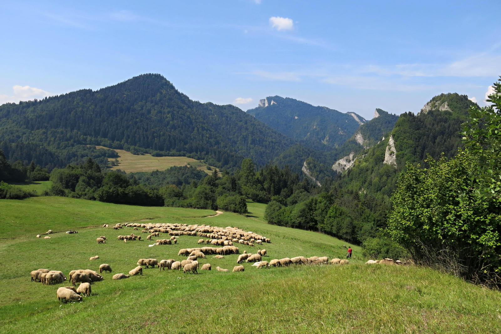 2022.08.18_11-47-26 sedlo pod Šafranovkou 