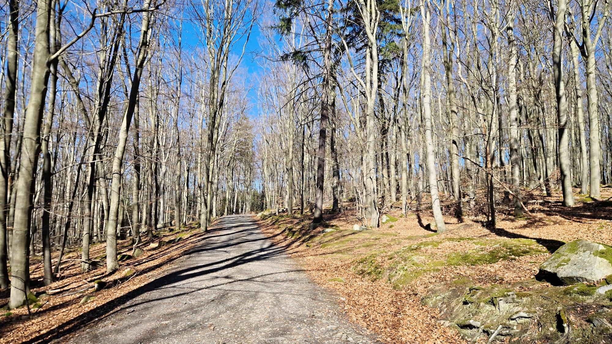 2025.03.20_14-30 Voděradské bučiny