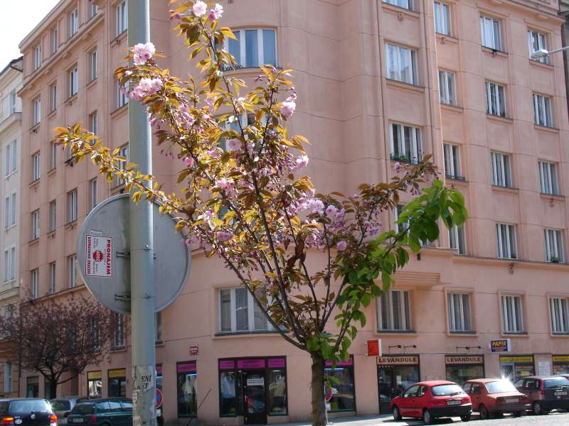 2005.04.23_12-20 Levobocek.jpg
