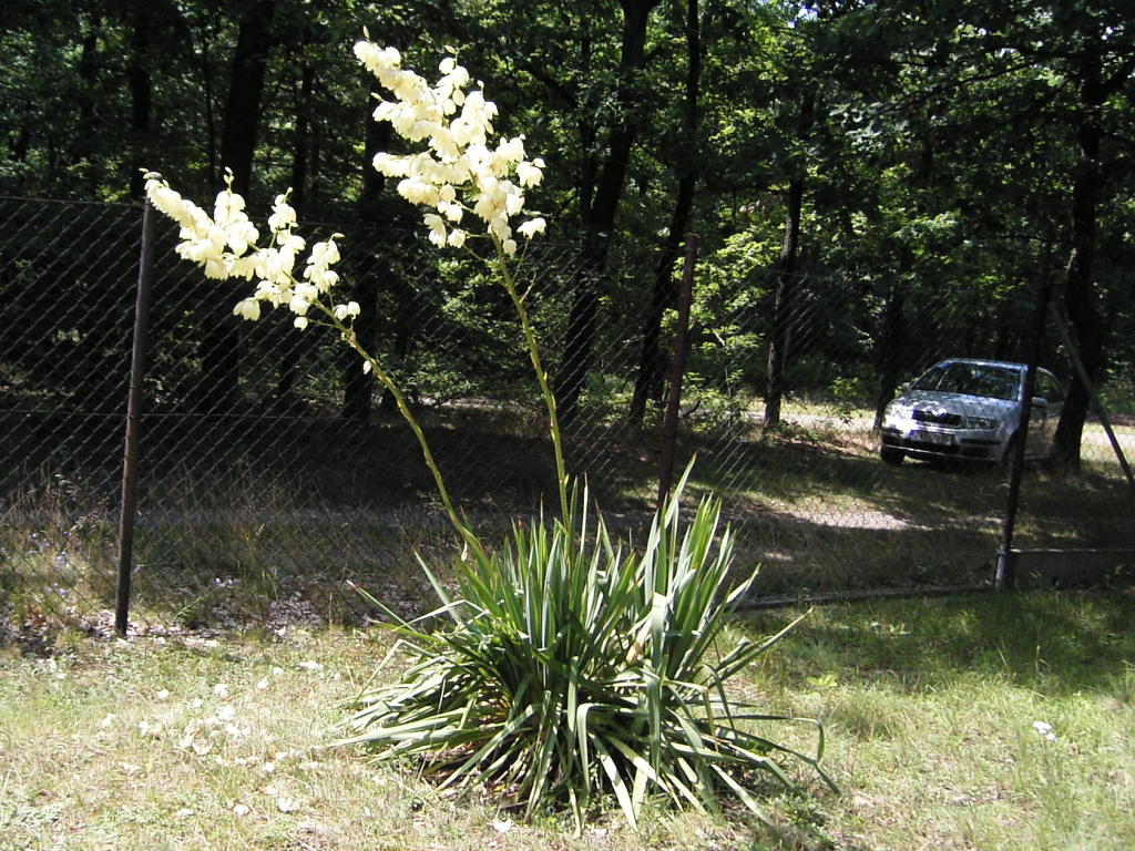 2011.07.23_14-1 juka