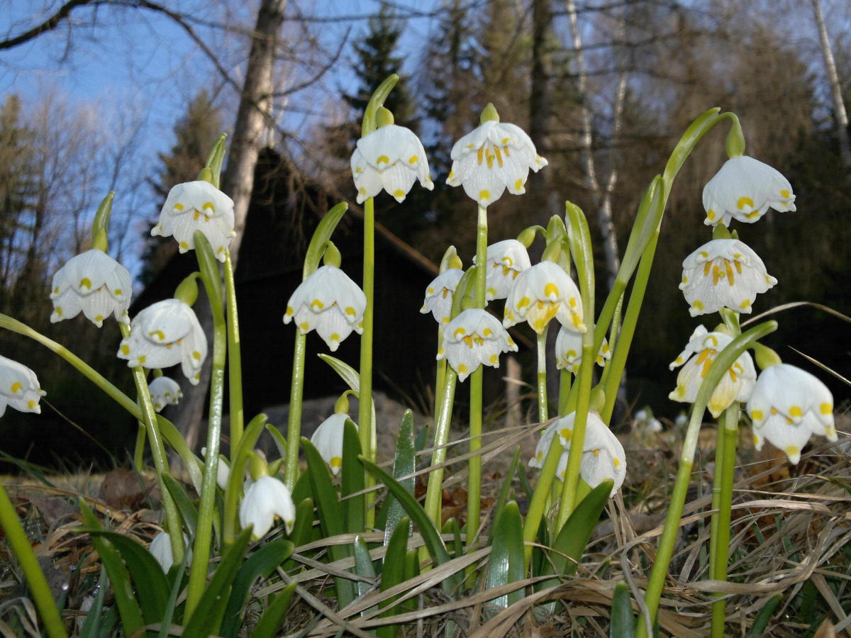 2014.03.10_09-19 bledule