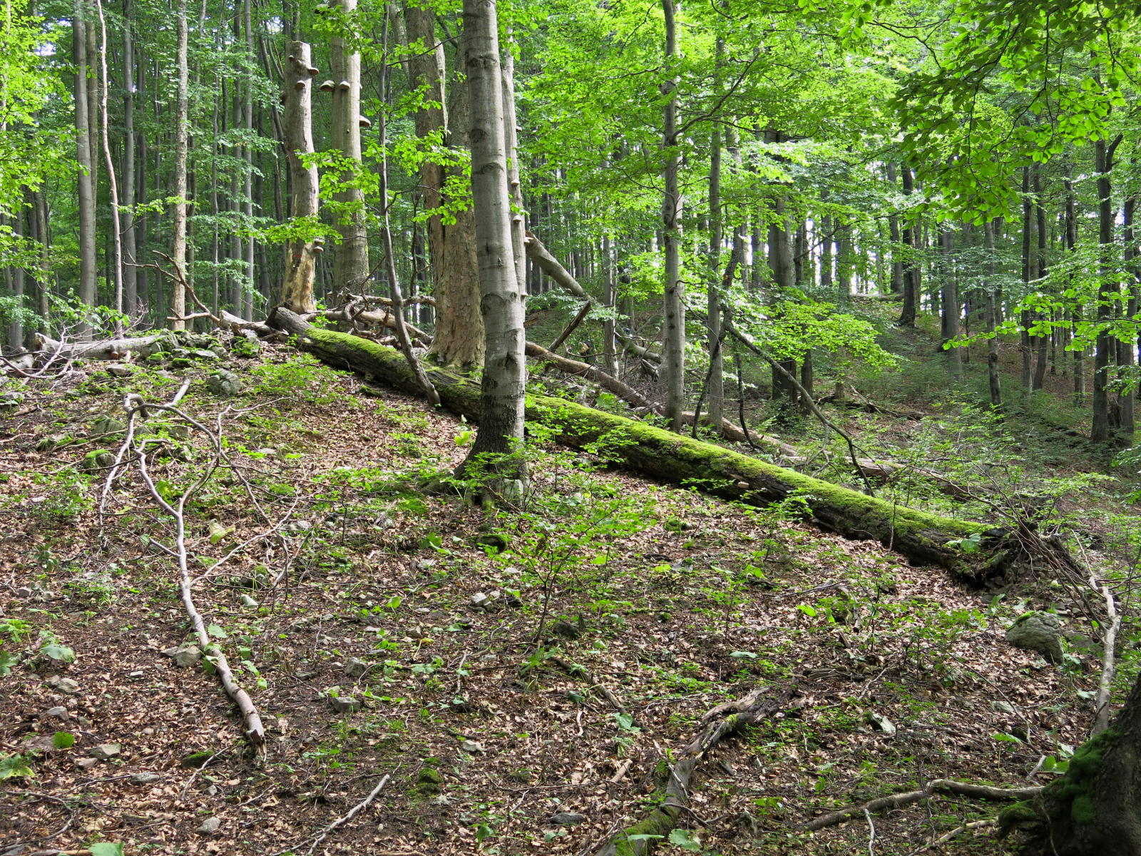 2019.08.17_15-51-10 cesta na Hnilickou Kyceru