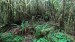 2022.08.04_11-50-02 u jezera Quinault, deštný les