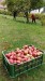 2022.10.01_10-49 úroda jablek